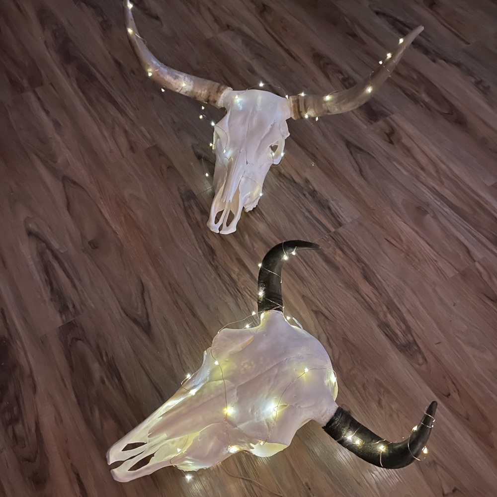 ✨💀 Buffalo skull euro mount - Picture 6 of 8